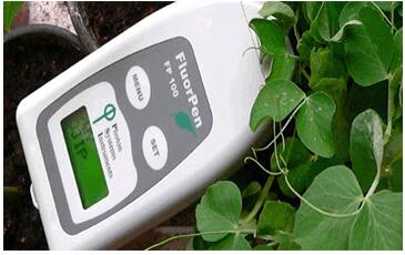手持式叶绿素荧光仪JQ977-FP100