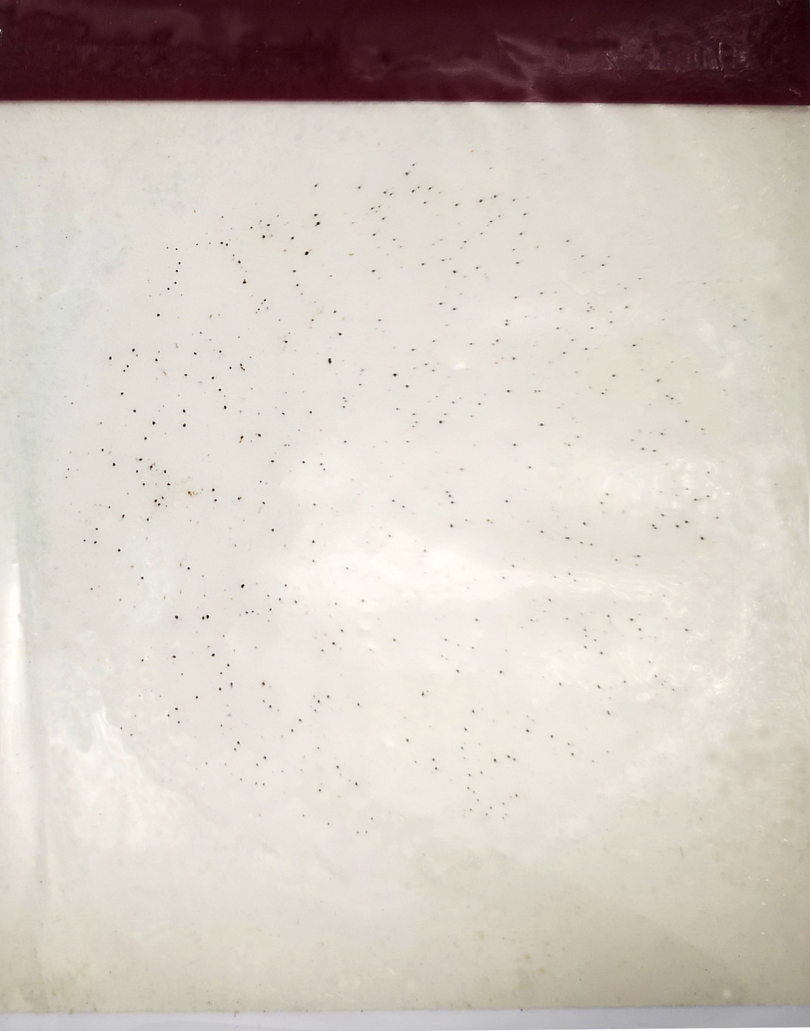 沙门氏菌测试片KM1-CS10