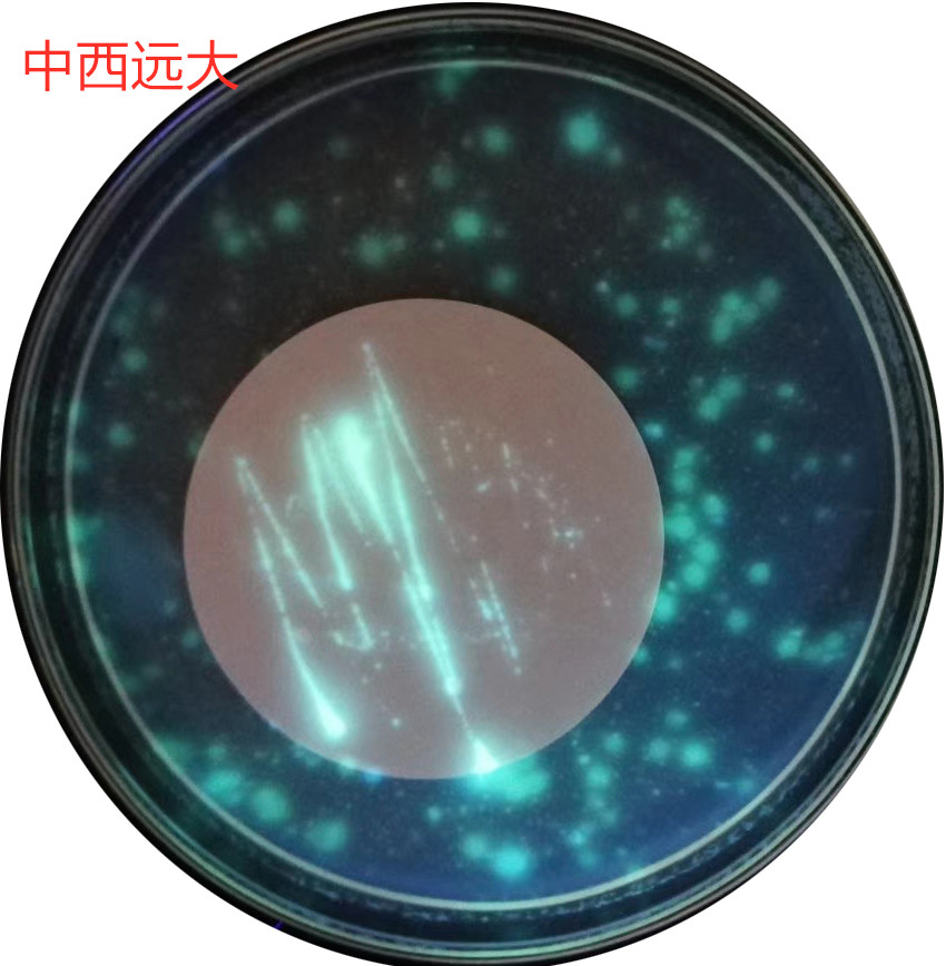  CN(铜绿假单胞菌)KM1-GB8538B