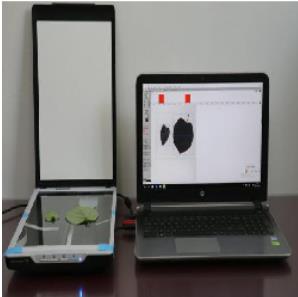 叶片图像分析仪/叶面积测量仪 （）LB066/ZXYM-D