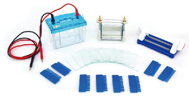 蛋白质电泳仪/双板垂直电泳仪KM1-DYCZ-24DH