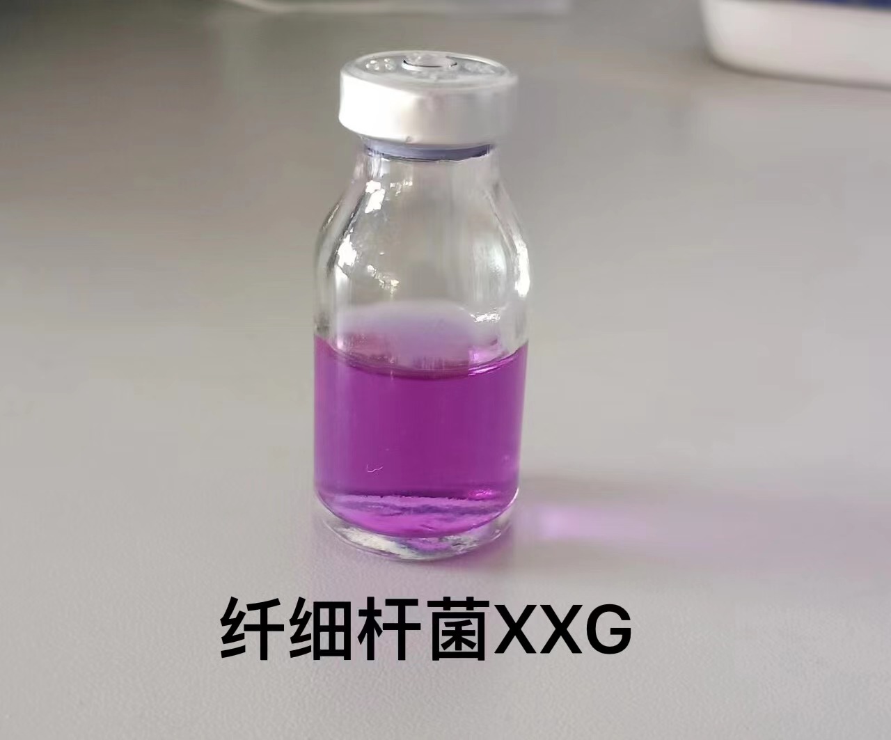 纤细竿菌测试瓶(XXG)/铜绿假单胞菌测试瓶(PMA)（180支/箱）XXG/PMA