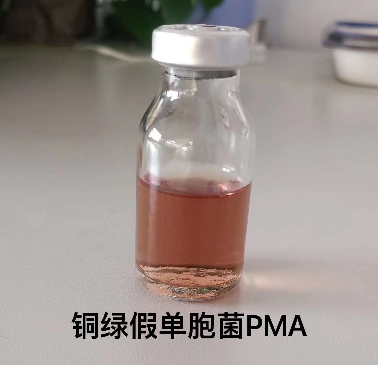 纤细竿菌测试瓶(XXG)/铜绿假单胞菌测试瓶(PMA)（180支/箱）XXG/PMA
